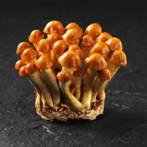 Nameko Mushroom Liquid Culture -- 10cc Syringe