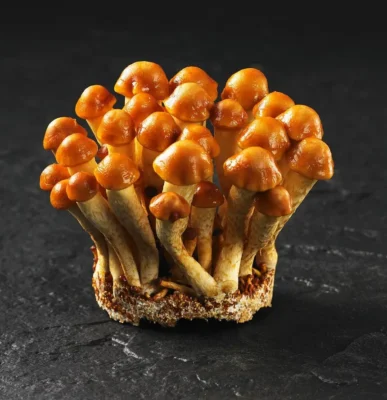 Nameko Mushroom Liquid Culture -- 10cc Syringe